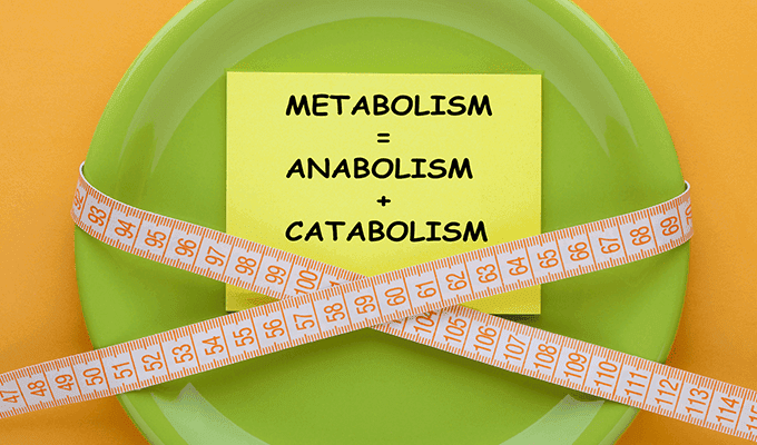 Types Of Metabolism